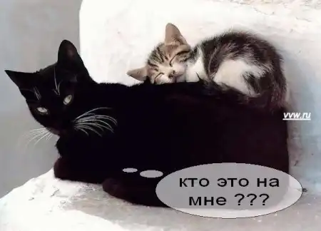 Говорящие коты..