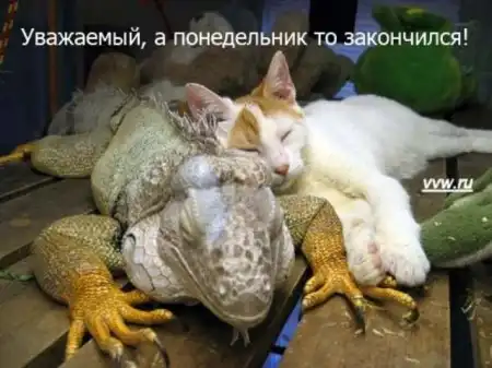 Говорящие коты..