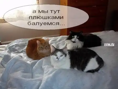 Говорящие коты..
