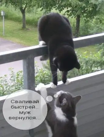 Говорящие коты..