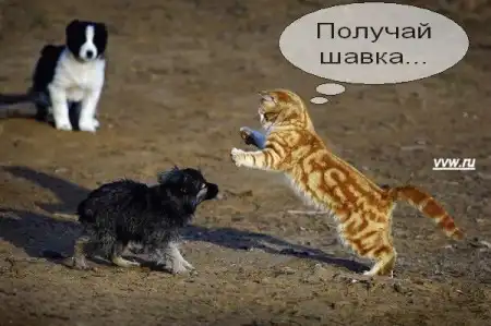 Говорящие коты..