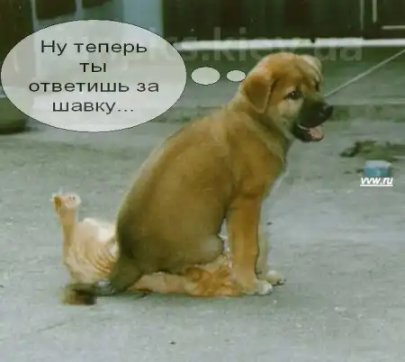 Говорящие коты..