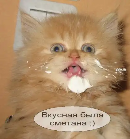 Говорящие коты..