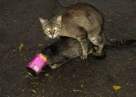 В мире животных
