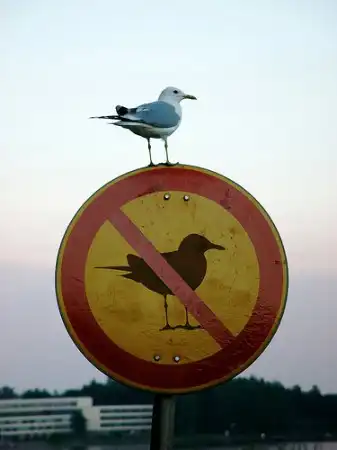 В мире животных