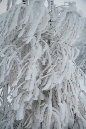 Снежный лес