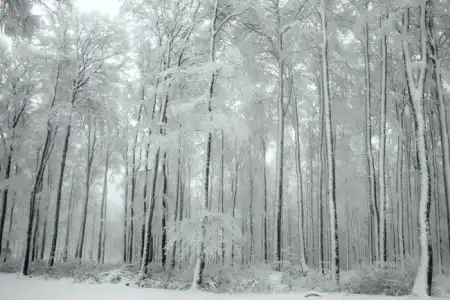 Снежный лес
