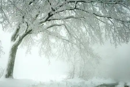Снежный лес