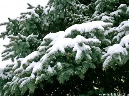 Снежный лес