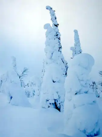 Снежный лес
