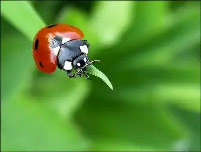 Макро