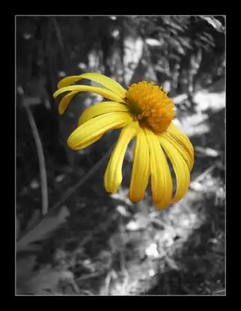 yellow (: