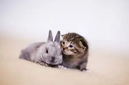 Забавные животные