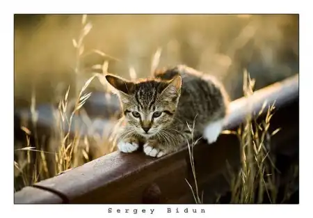 Забавные животные