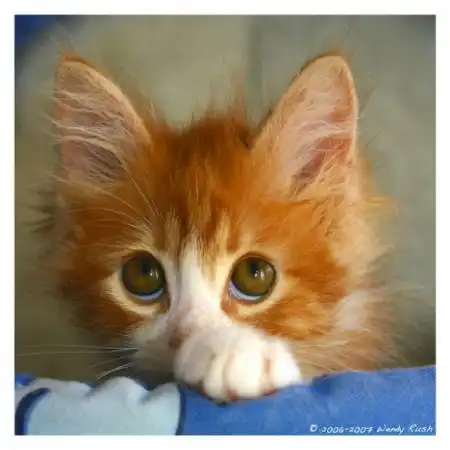 A lil bit of catz