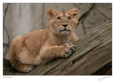 Wild Animals.