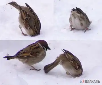 Жалко птичку