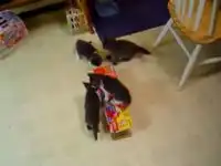 Котята против коробки с колой