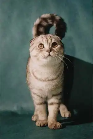 Шотландские вислоухие Шотландские вислоухие