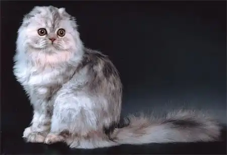 Шотландские вислоухие Шотландские вислоухие
