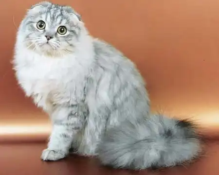 Шотландские вислоухие Шотландские вислоухие