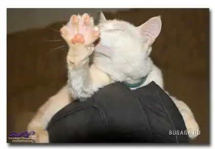 СеФные животные...))) СеФные животные...)))