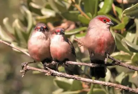 Красивые птички/Beautiful birds