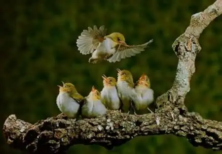 Красивые птички/Beautiful birds