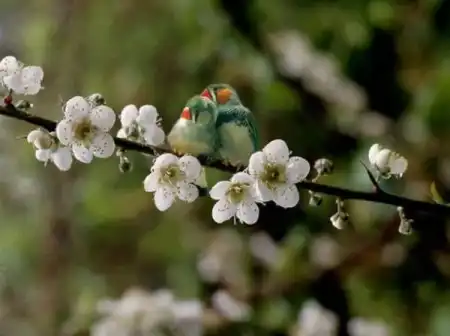 Красивые птички/Beautiful birds