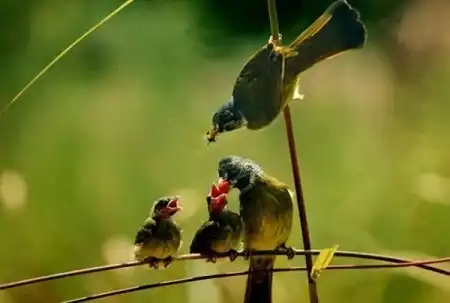 Красивые птички/Beautiful birds