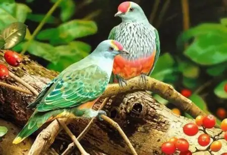 Красивые птички/Beautiful birds