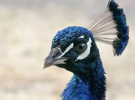 Красивые птички/Beautiful birds