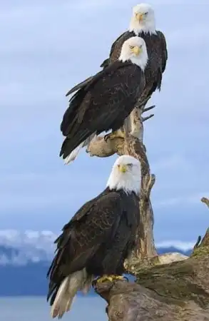 Красивые птички/Beautiful birds