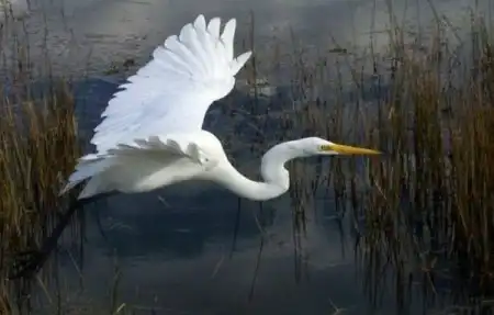 Красивые птички/Beautiful birds