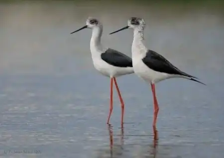 Красивые птички/Beautiful birds