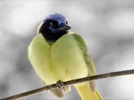 Красивые птички/Beautiful birds