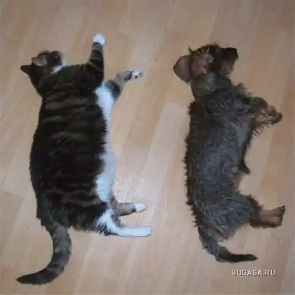 Спящие котейки Спящие котейки