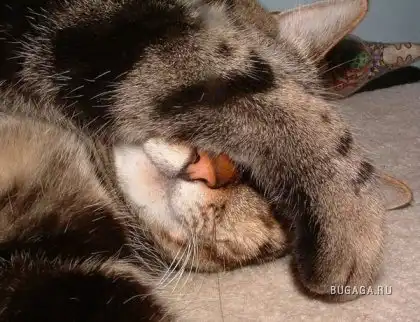 Спящие котейки Спящие котейки