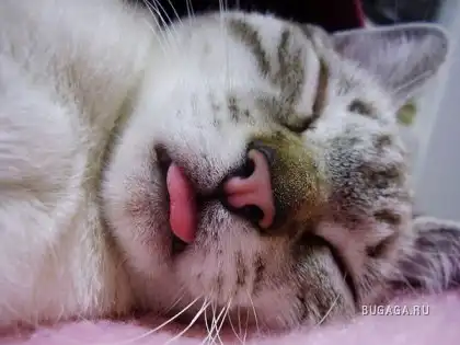 Спящие котейки Спящие котейки