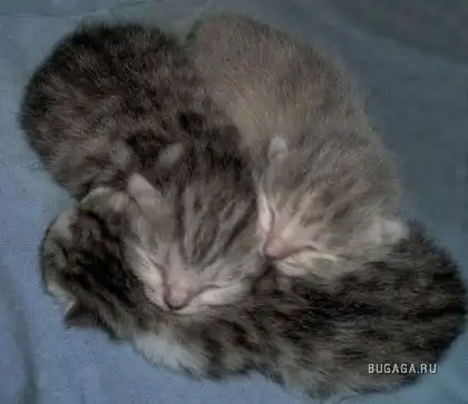 Спящие котейки Спящие котейки