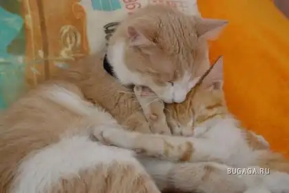 Спящие котейки Спящие котейки