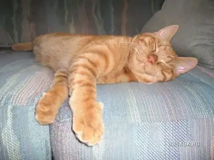 Спящие котейки Спящие котейки