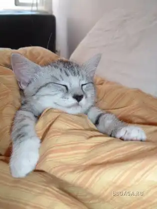 Спящие котейки Спящие котейки