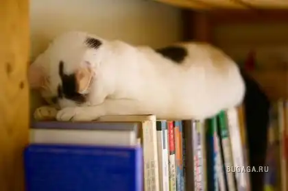 Спящие котейки Спящие котейки
