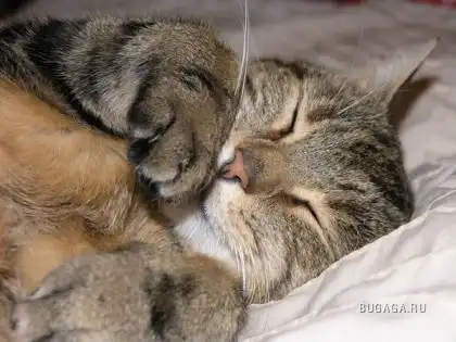 Спящие котейки Спящие котейки
