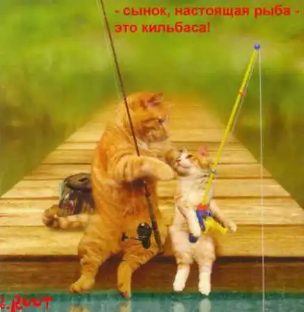 Кошки - фотоприколы (43 фото)