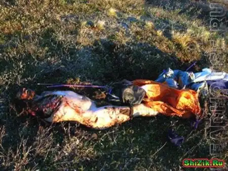 Когда человек зверям не друг, а просто еда