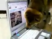 Собака кидается на кота в ноутбуке