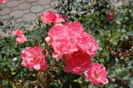 Природа Казахстана