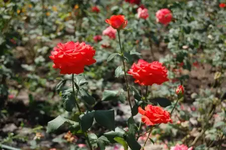 Природа Казахстана